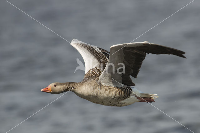 Grey Lag-Goose (Anser anser)