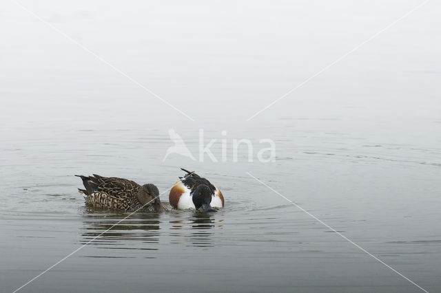 Northern Shoveler (Anas clypeata)