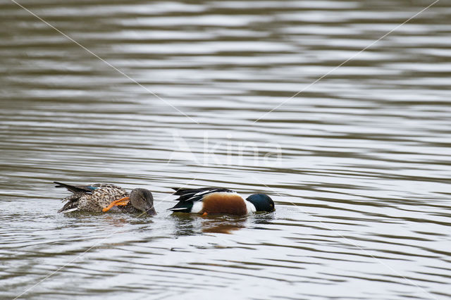 Northern Shoveler (Anas clypeata)