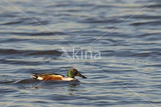 Slobeend (Anas clypeata)