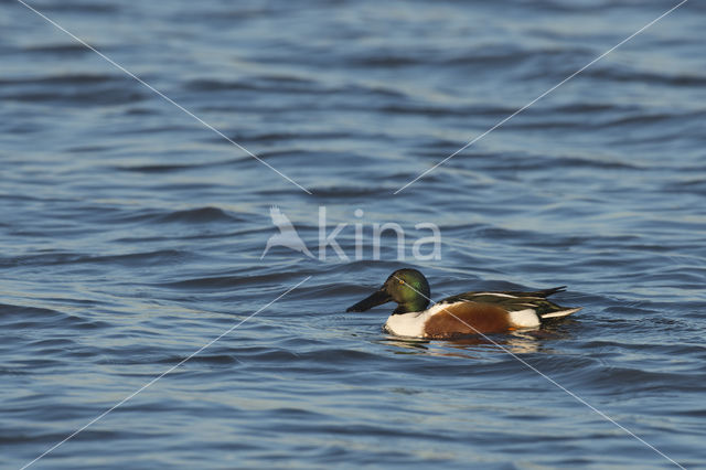 Slobeend (Anas clypeata)