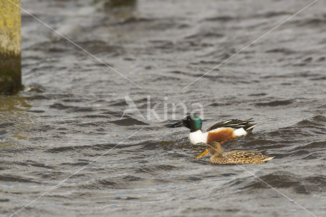 Northern Shoveler (Anas clypeata)