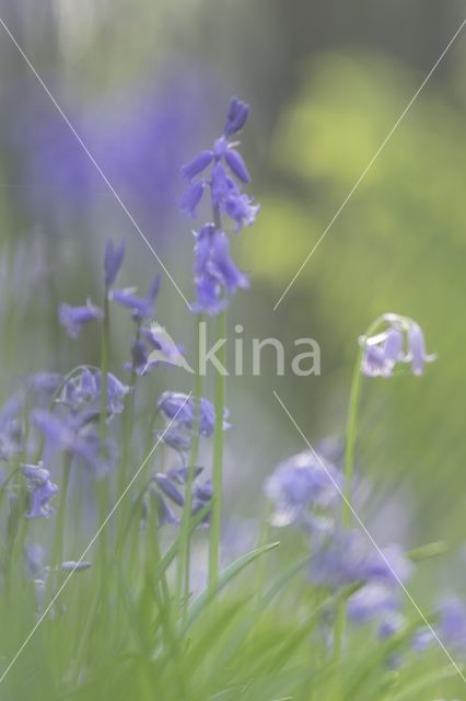 Bluebell (Hyacinthoides non-scripta