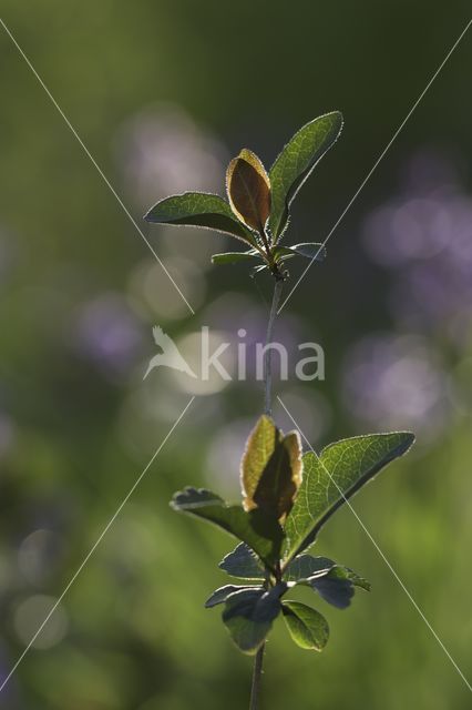 Boskamperfoelie (Lonicera periclymenum Heckrotti)