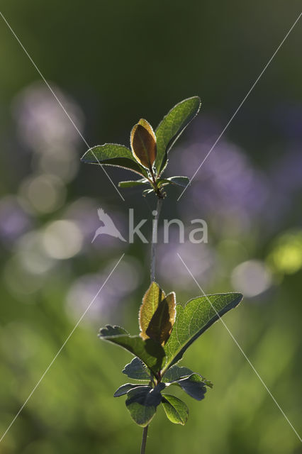 Boskamperfoelie (Lonicera periclymenum Heckrotti)