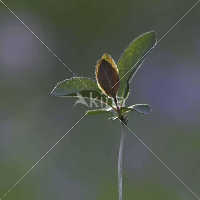 Boskamperfoelie (Lonicera periclymenum Heckrotti)