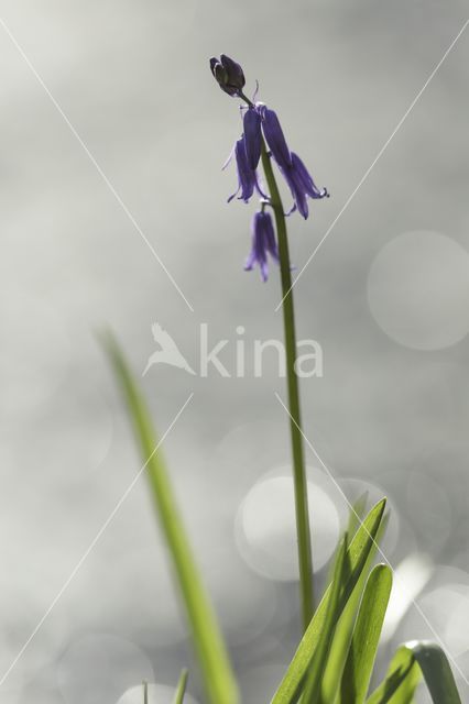 Bluebell (Hyacinthoides non-scripta