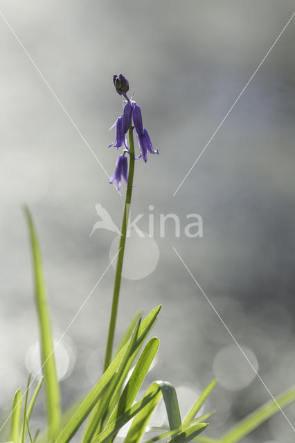 Bluebell (Hyacinthoides non-scripta