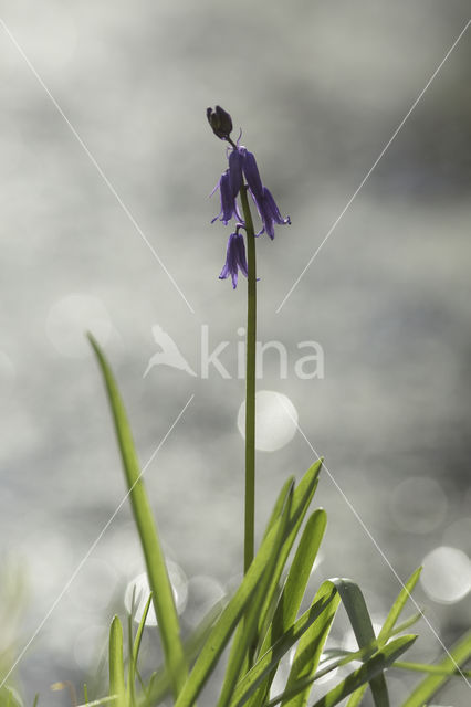 Bluebell (Hyacinthoides non-scripta