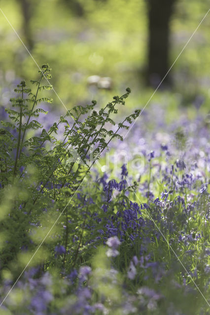 Bluebell (Hyacinthoides non-scripta