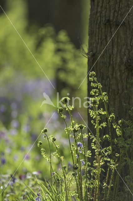 Bluebell (Hyacinthoides non-scripta