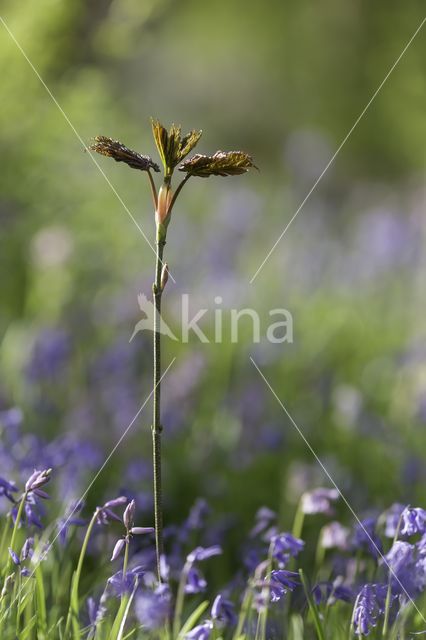 Bluebell (Hyacinthoides non-scripta