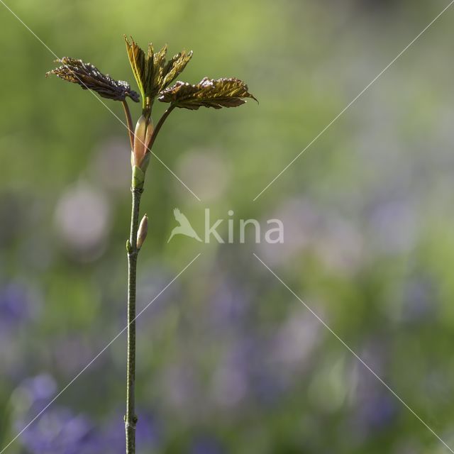 Bluebell (Hyacinthoides non-scripta