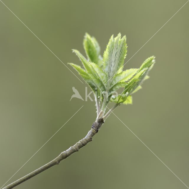 Lijsterbes (Sorbus)