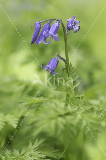 Bluebell (Hyacinthoides non-scripta