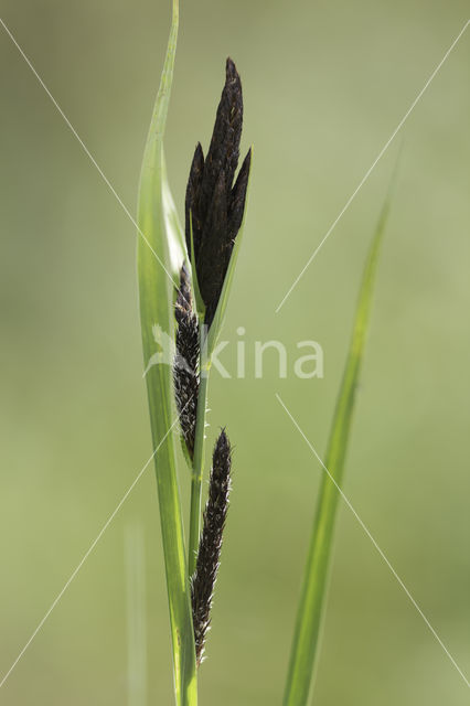 Common Sedge (Carex nigra)