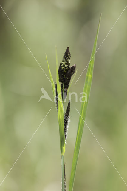 Zwarte zegge (Carex nigra)