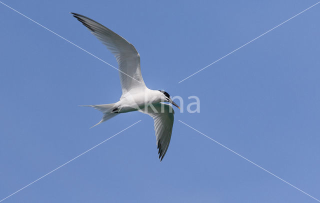 Sandwich Tern (Sterna sandvicencis)