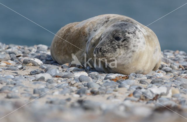 Grey Seal (Halichoerus grypus)