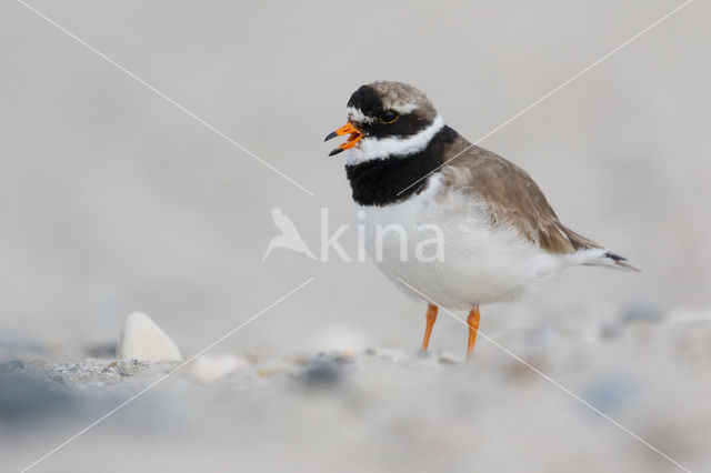 Bontbekplevier (Charadrius hiaticula)