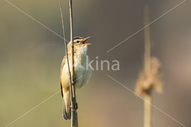 Rietzanger (Acrocephalus schoenobaenus)