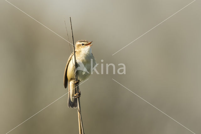 Sedge Warbler (Acrocephalus schoenobaenus)