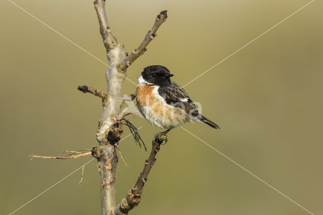 European Stonechat (Saxicola rubicola)