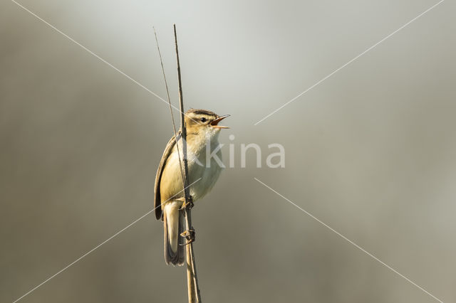 Sedge Warbler (Acrocephalus schoenobaenus)
