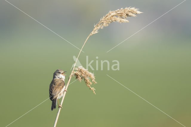 Greater Whitethroat (Sylvia communis)