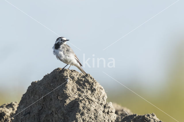 Witte Kwikstaart (Motacilla alba)