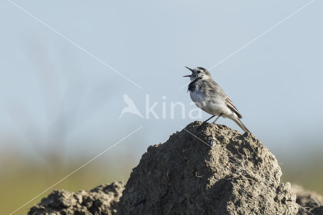 Witte Kwikstaart (Motacilla alba)