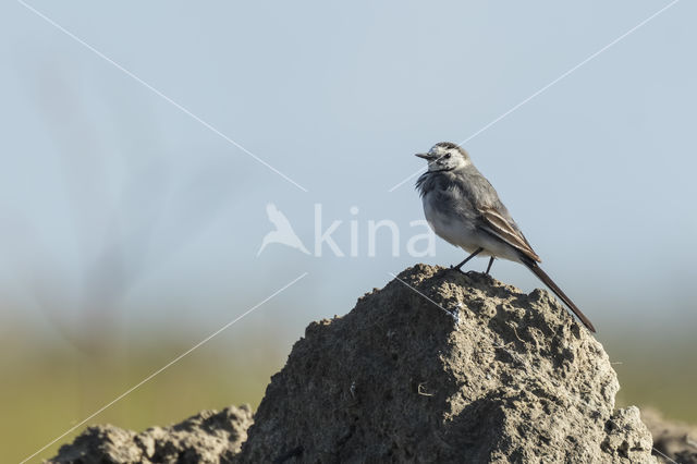 Witte Kwikstaart (Motacilla alba)