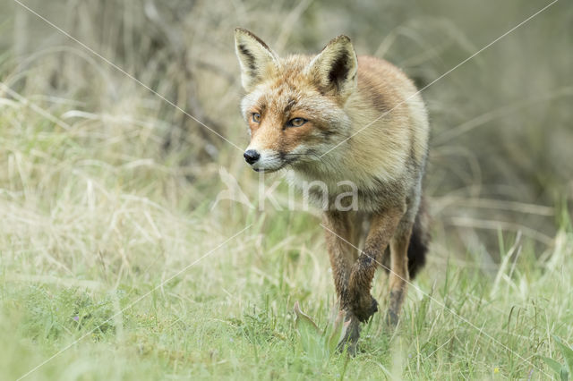 Fox (Vulpes vulpes)