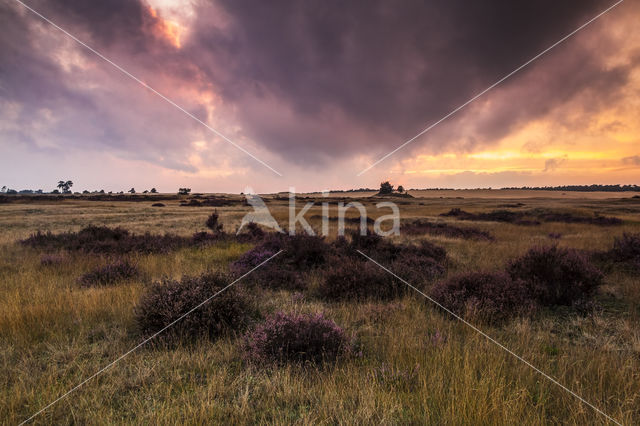 Nationaal Park De Hoge Veluwe