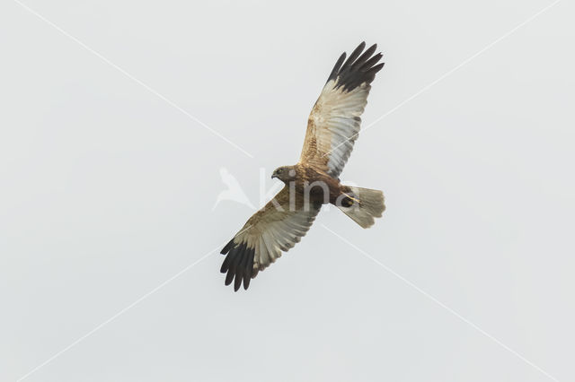 Marsh Harrier (Circus aeruginosus)