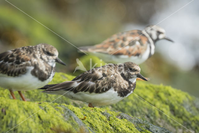 Steenloper (Arenaria interpres)