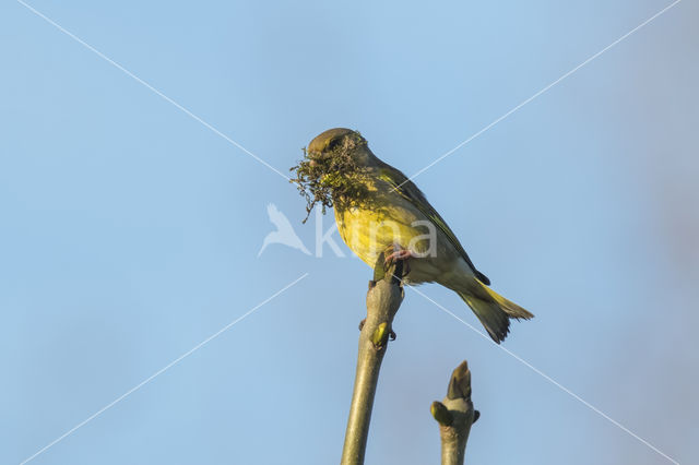 European Greenfinch (Carduelis chloris)