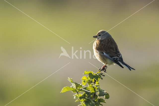Eurasian Linnet (Carduelis cannabina)