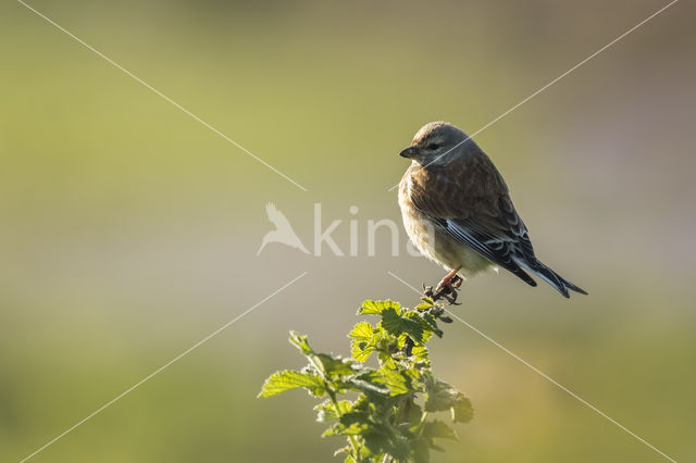 Eurasian Linnet (Carduelis cannabina)