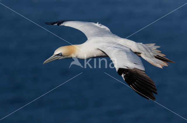 Northern Gannet (Morus bassanus)