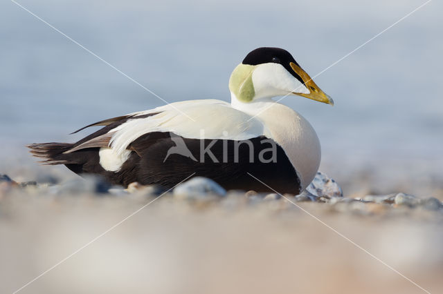 Eider (Somateria mollissima)