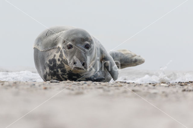 Grey Seal (Halichoerus grypus)