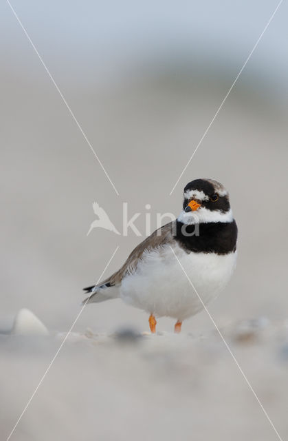 Bontbekplevier (Charadrius hiaticula)