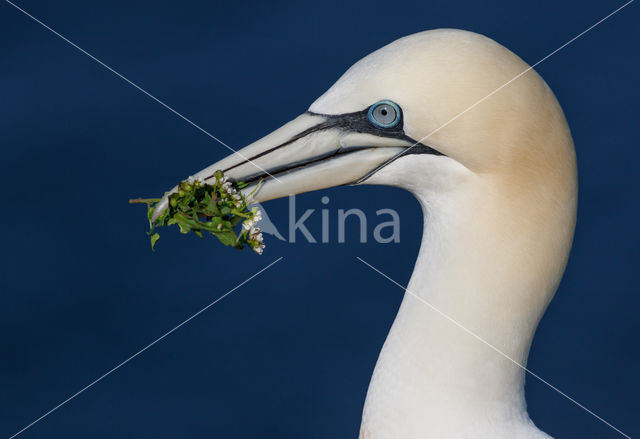 Northern Gannet (Morus bassanus)