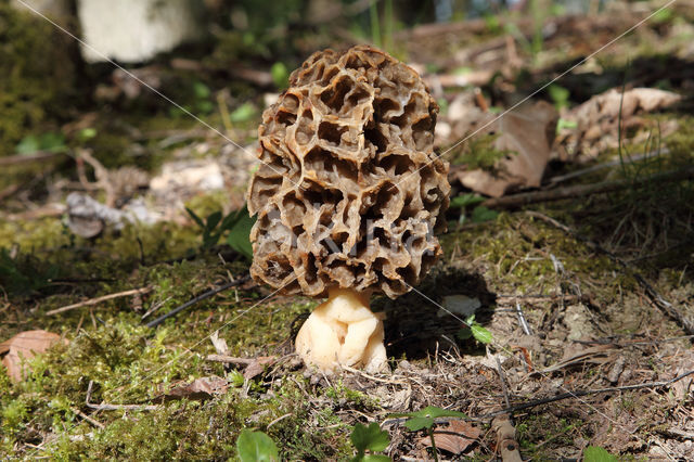 Gewone morielje (Morchella esculenta)