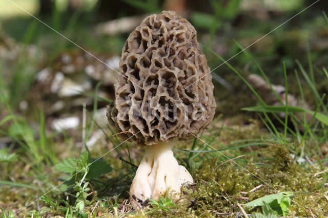 Gewone morielje (Morchella esculenta)