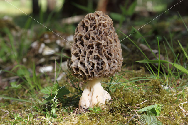 Common morel (Morchella esculenta)
