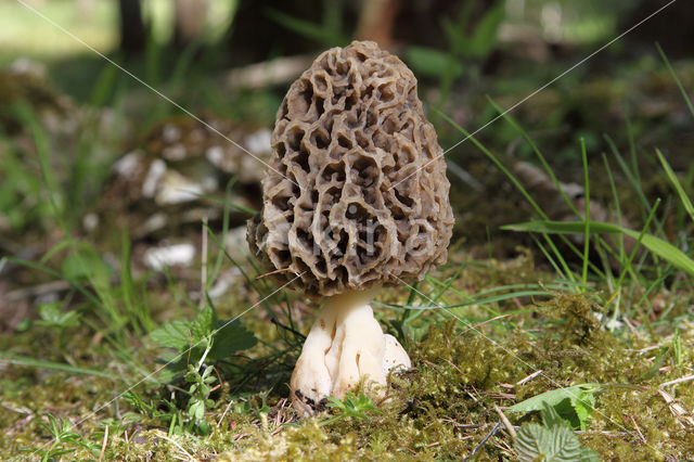 Gewone morielje (Morchella esculenta)