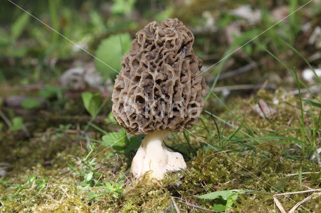 Gewone morielje (Morchella esculenta)