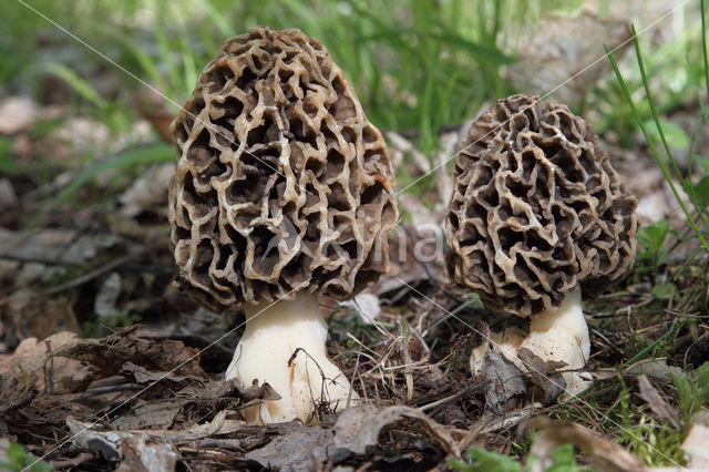 Gewone morielje (Morchella esculenta)